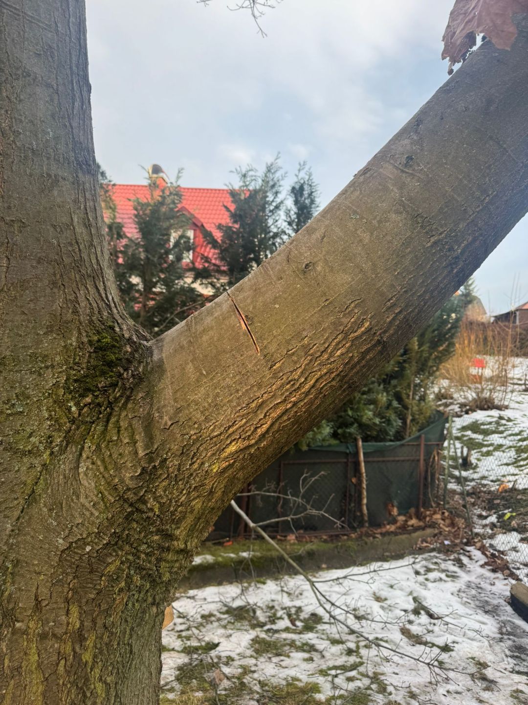 Za pokácení zdravého dubu mohou vandalové