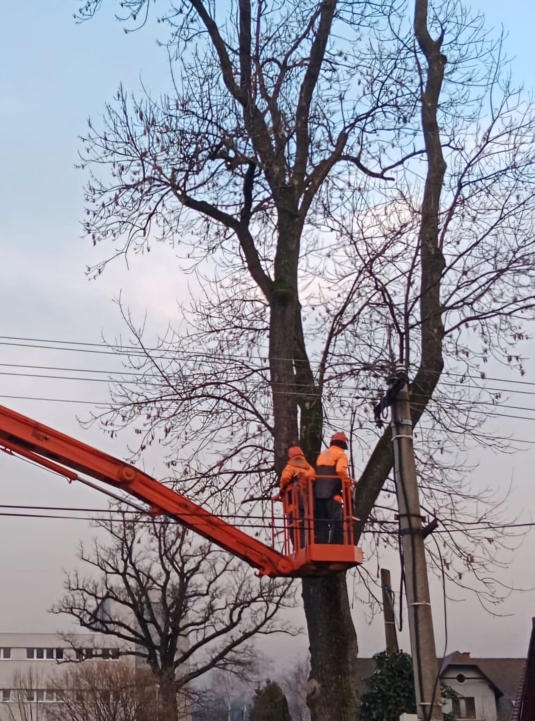 Začíná doba intenzivní práce na dřevinách