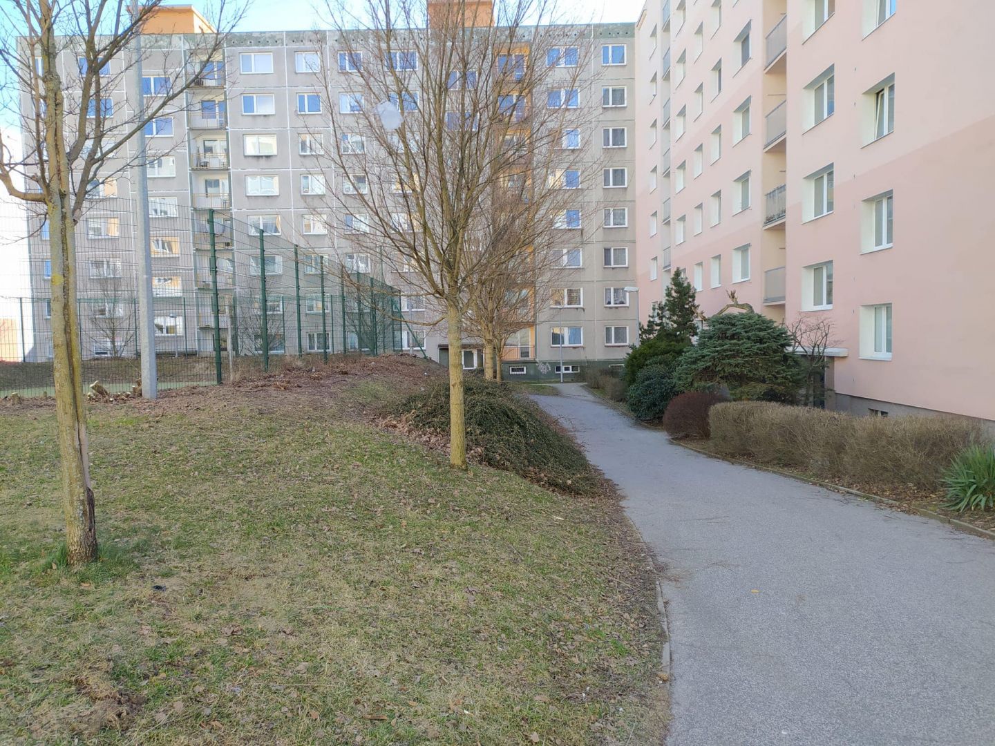 Zmlazování keřů